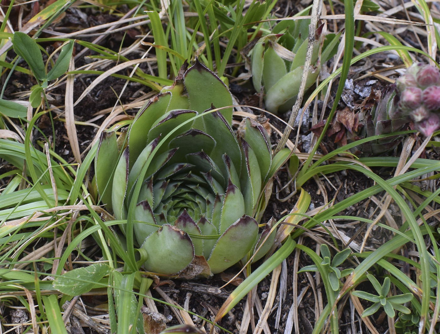 Image of Sempervivum tectorum specimen.