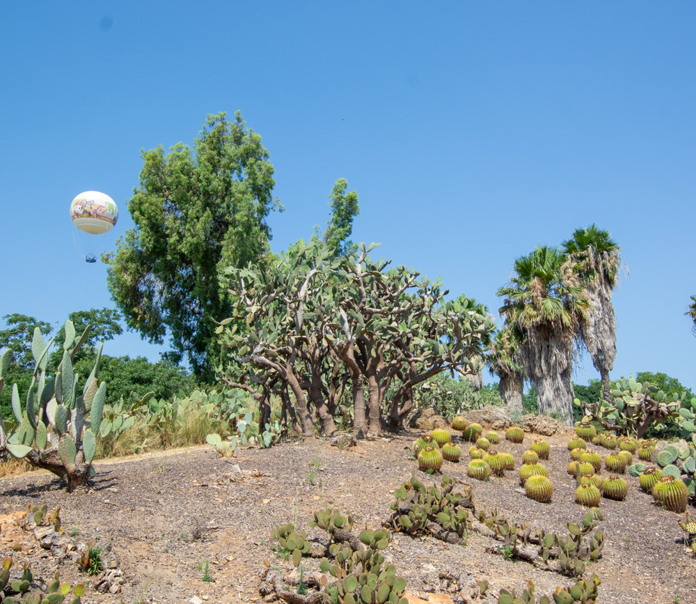 Image of Opuntia tomentosa specimen.