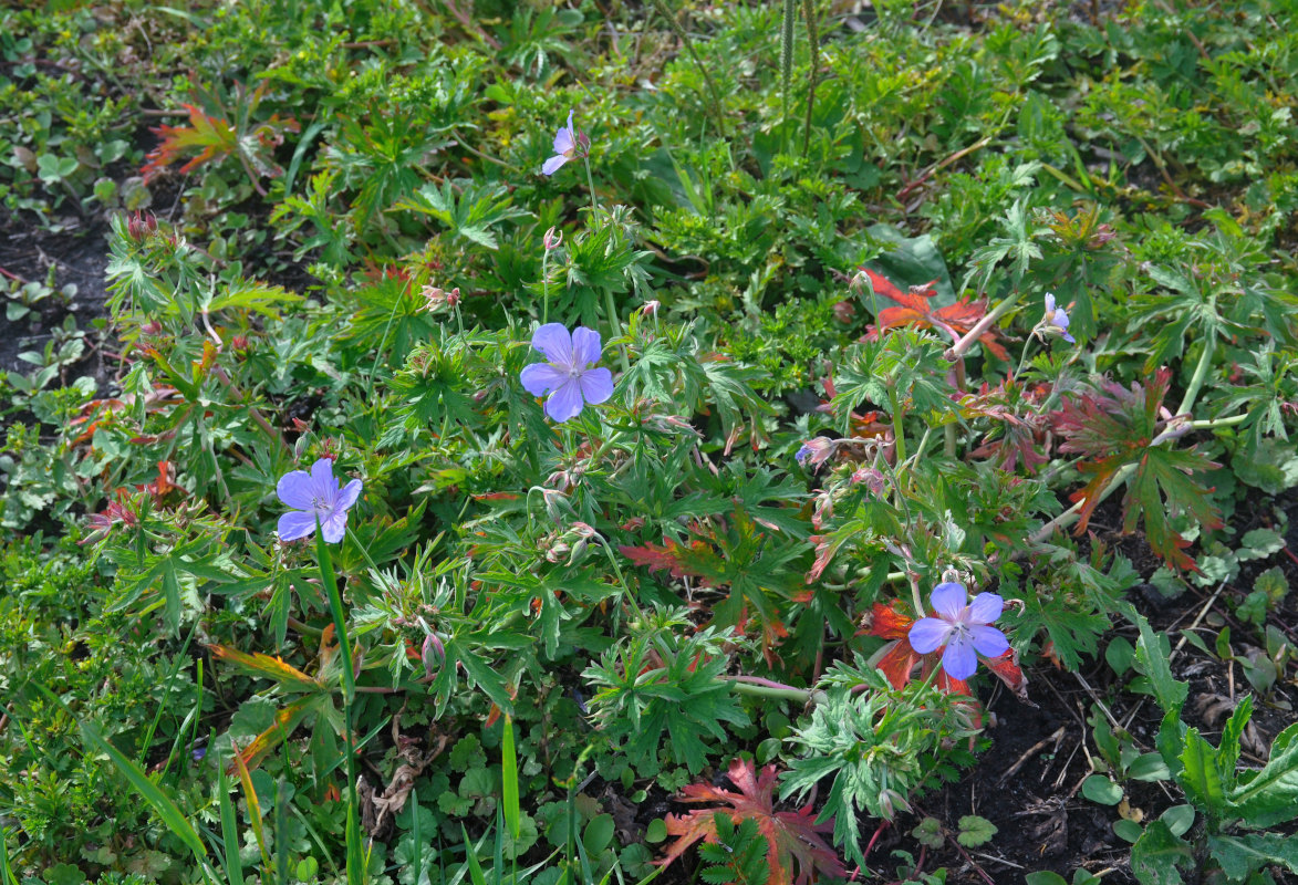 Image of Geranium pratense specimen.