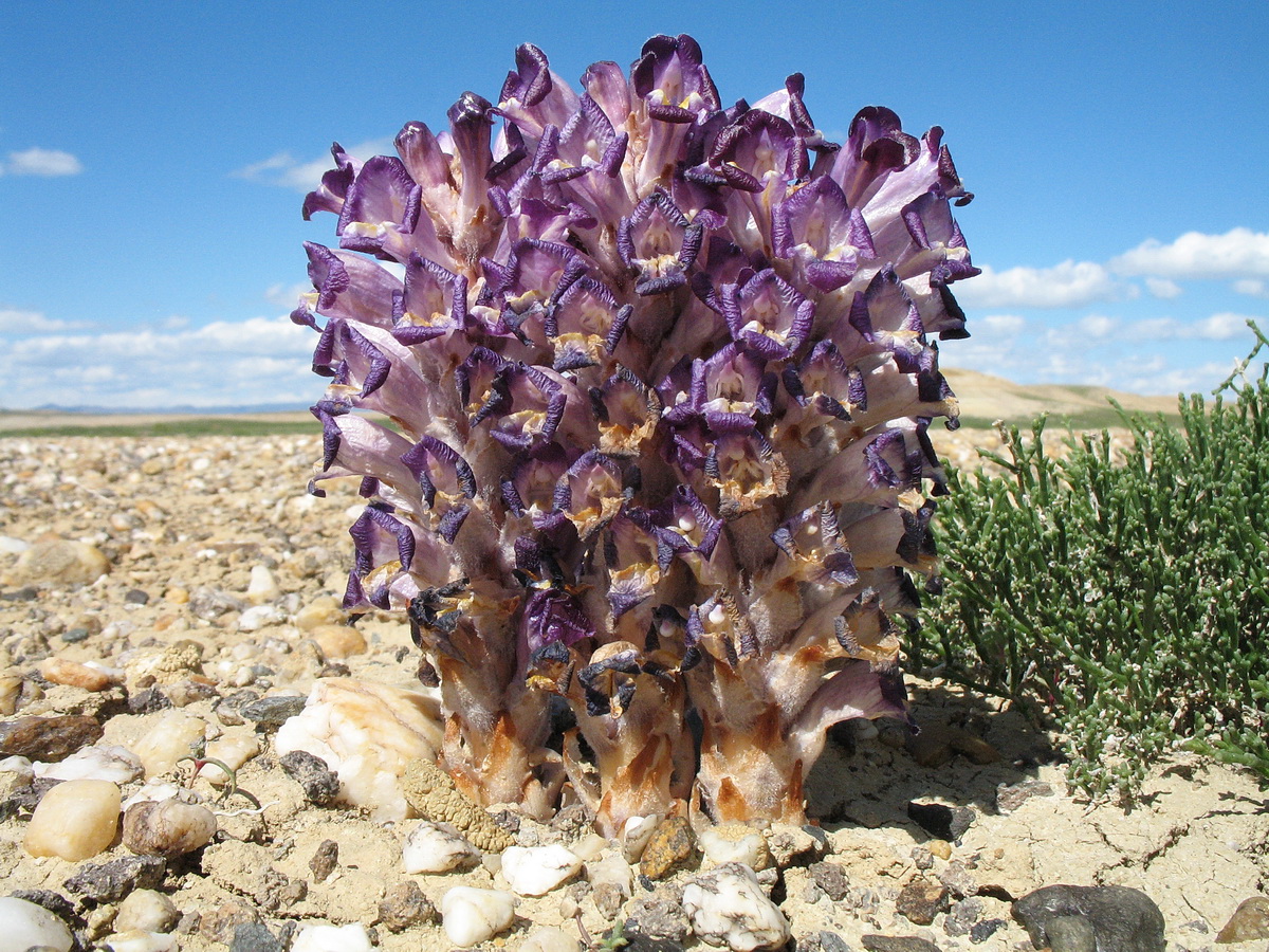 Image of Cistanche salsa specimen.