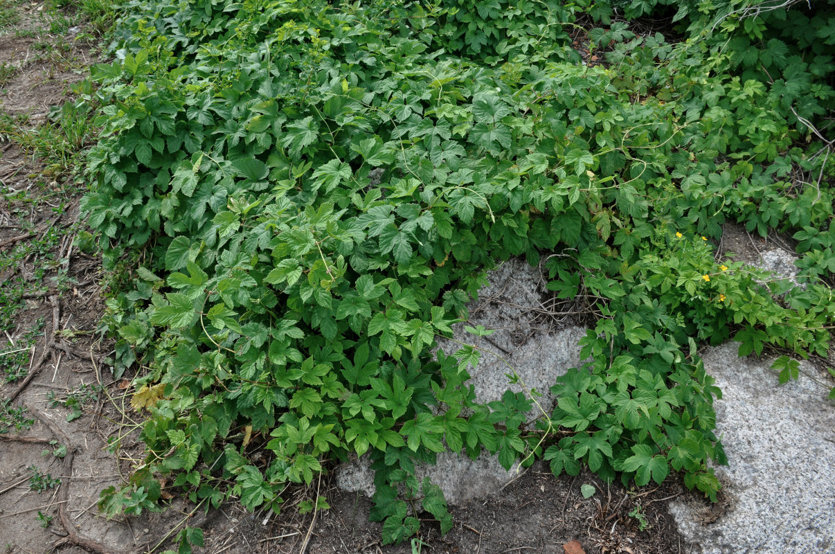 Image of Humulus lupulus specimen.