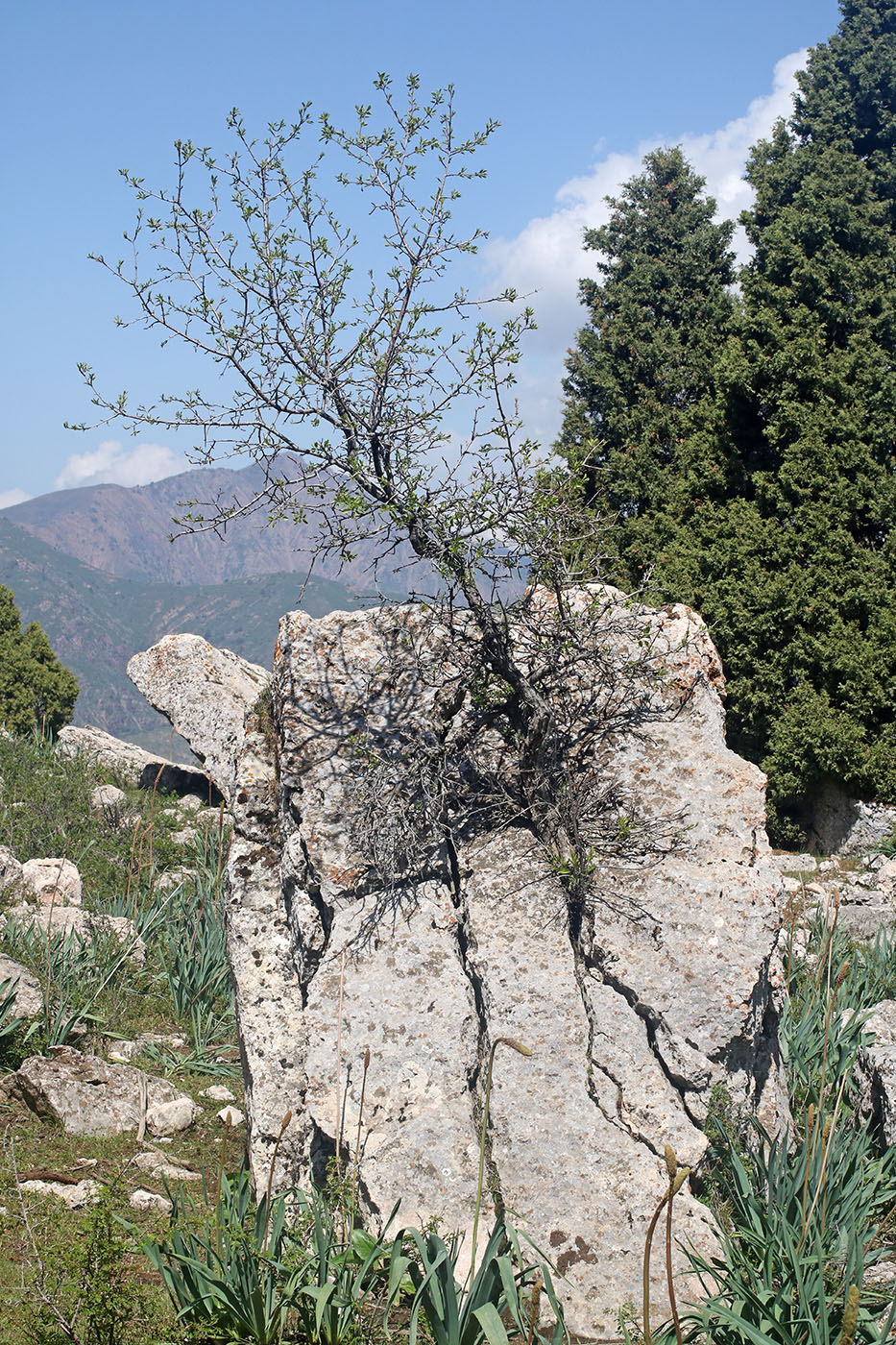 Image of Celtis caucasica specimen.