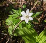 Anemone nemorosa