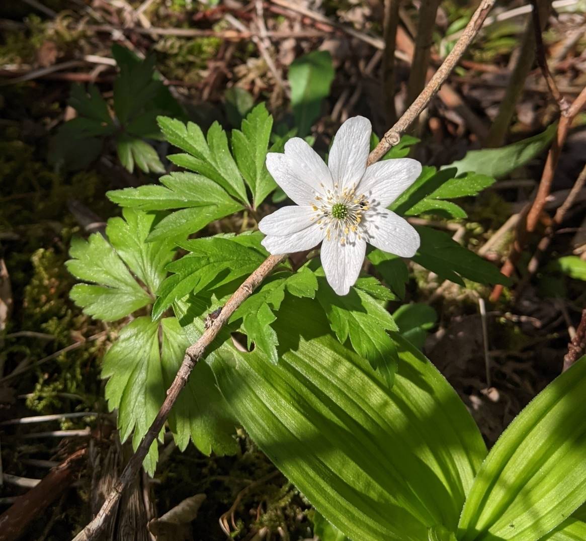 Изображение особи Anemone nemorosa.