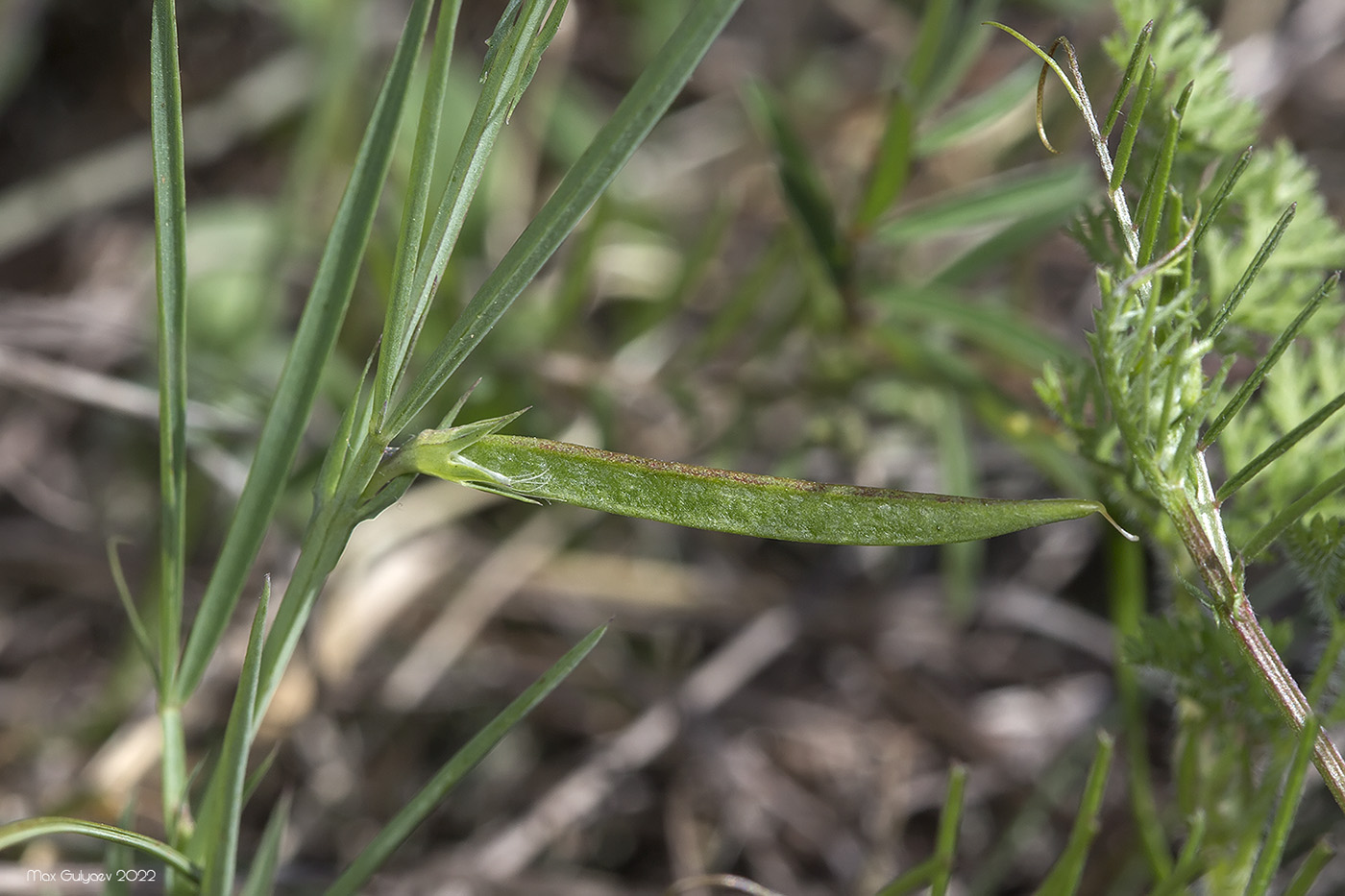 Изображение особи Lathyrus cicera.