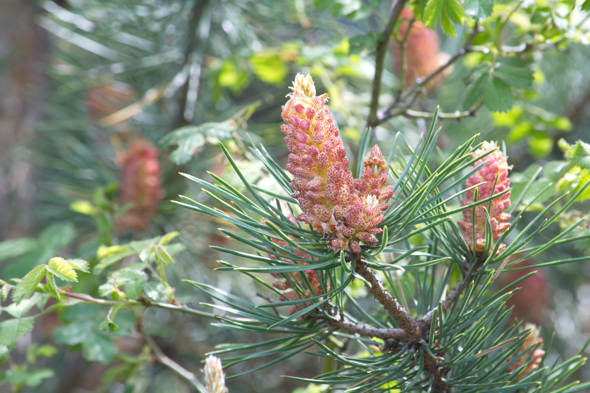 Изображение особи Pinus sylvestris ssp. hamata.