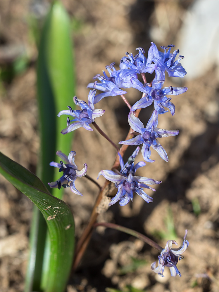 Image of Scilla bifolia specimen.