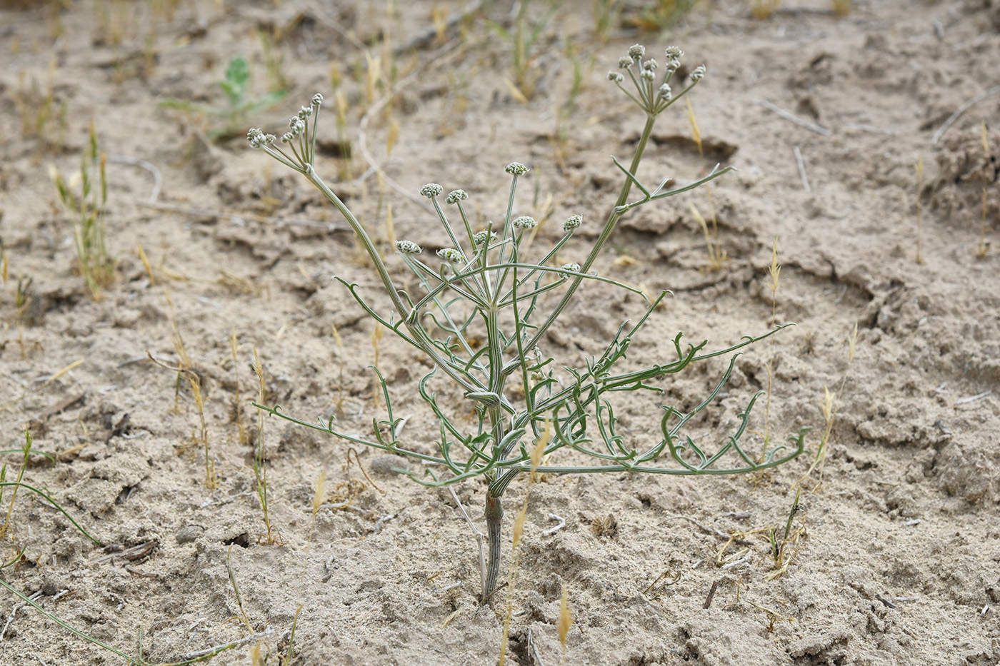 Изображение особи Ferula karelinii.