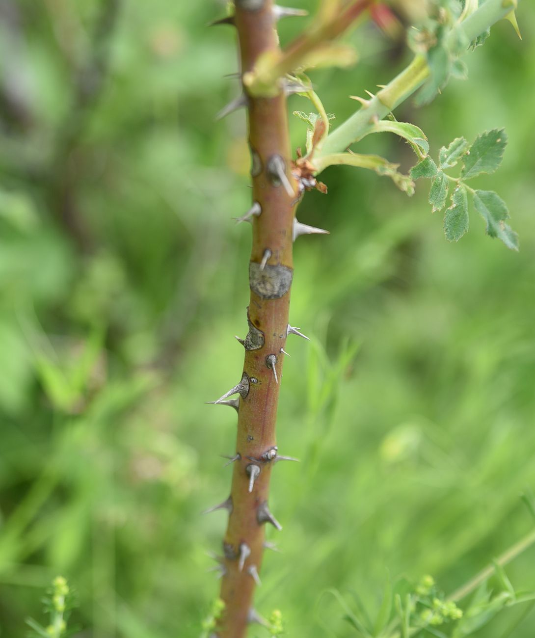 Image of genus Rosa specimen.