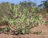 Onosma setosa