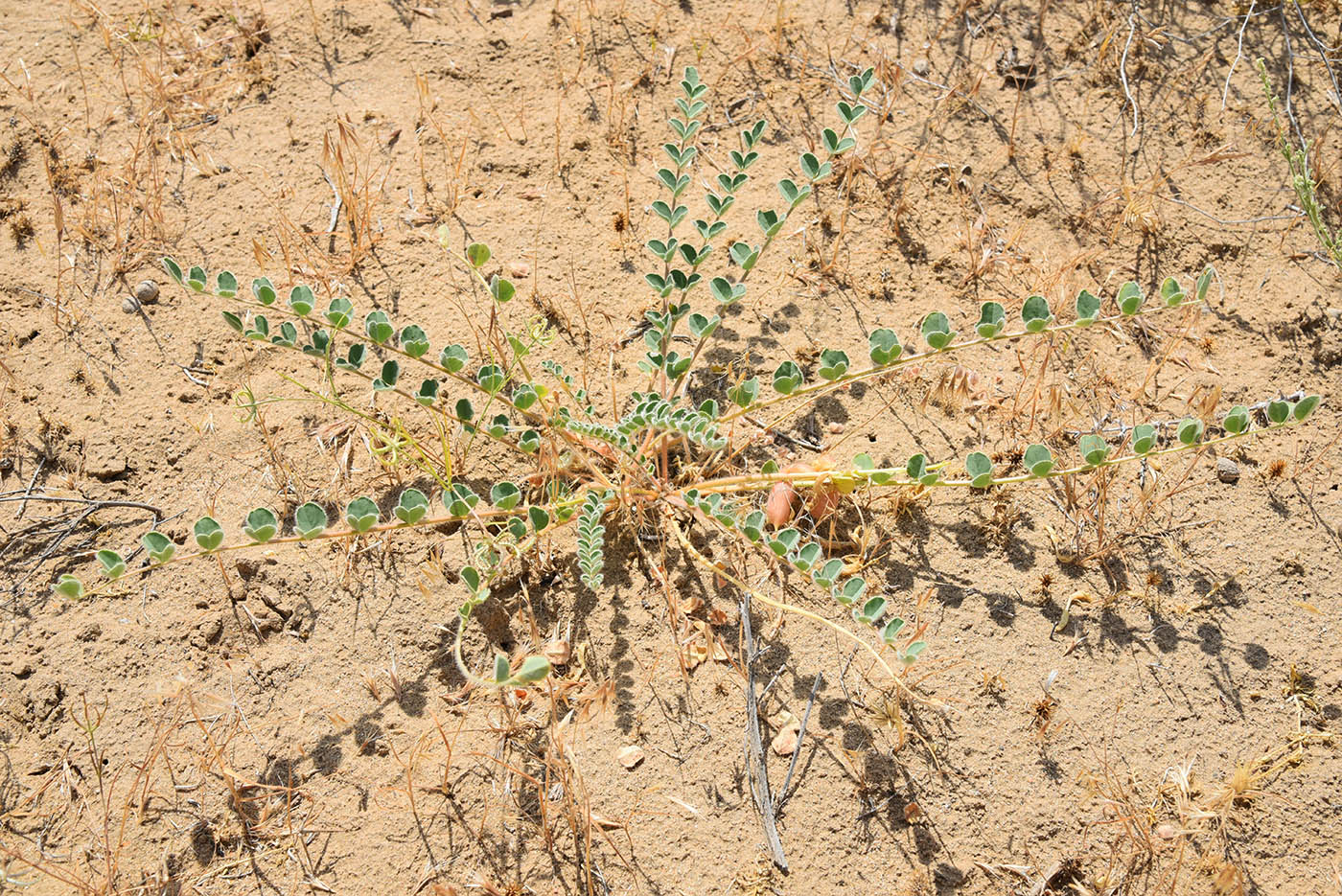 Image of Astragalus flexus specimen.