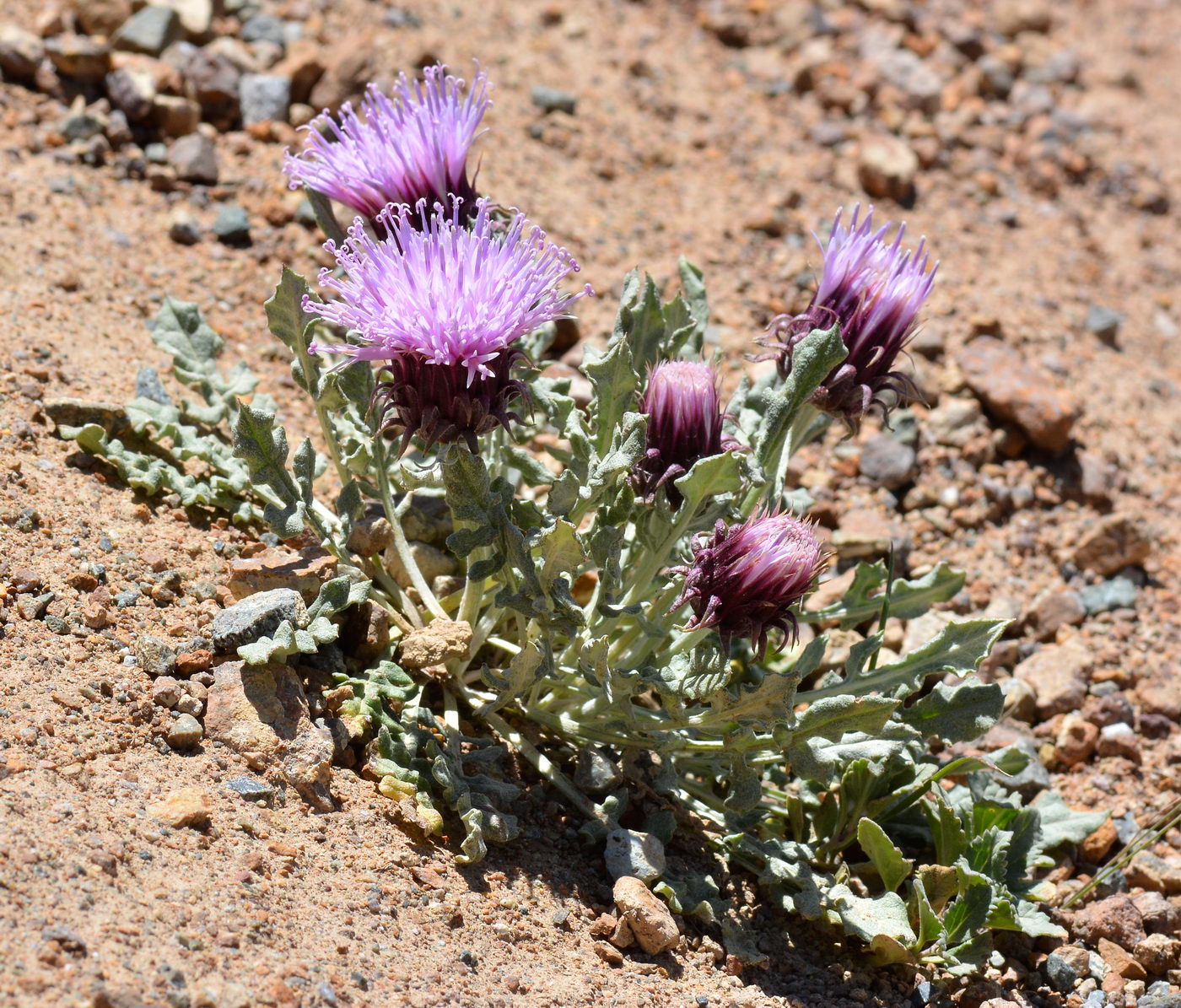 Image of Jurinea algida specimen.