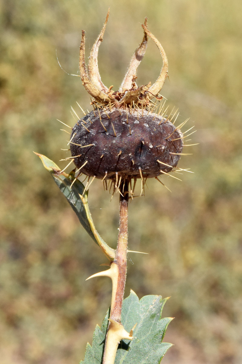 Изображение особи Rosa persica.