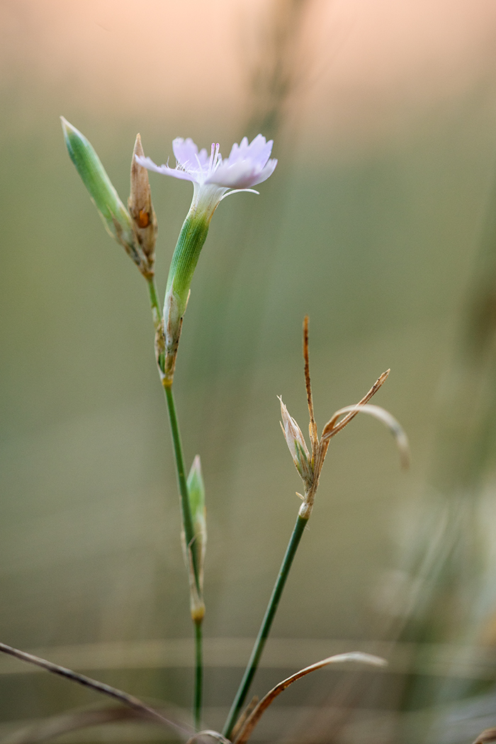 Image of Dianthus pallens specimen.