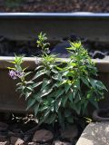 Solanum dulcamara