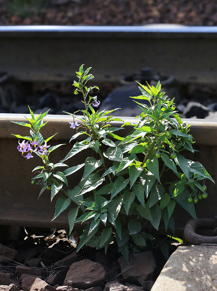 Изображение особи Solanum dulcamara.