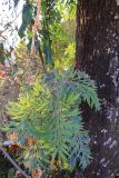 Grevillea robusta. Побег на стволе. Непал, провинция Лумбини-Прадеш, р-н Пальпа, г. Тансен. 25.11.2017.