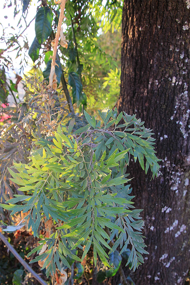 Image of Grevillea robusta specimen.
