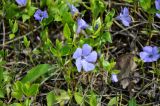 Vinca minor. Цветущее растение с сидящей пчелой. Самарская обл., гор. округ Жигулёвск, с. Ширяево, у дороги. 02.05.2021.