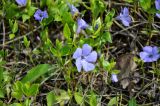 Vinca minor