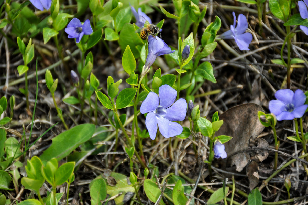 Image of Vinca minor specimen.