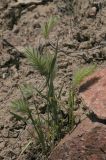 Eremopyrum distans. Цветущее растение. Казахстан, Алматинская обл. возле вдхр. Капчагай. 10.05.2010.