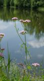 Achillea millefolium. Верхушка цветущего растения. Челябинская обл., Нязепетровский р-н, окр. с. Шемаха, берег р. Уфа. 3 июля 2022 г.