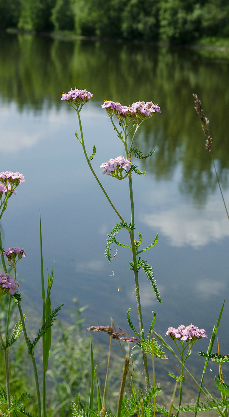 Image of Achillea millefolium specimen.