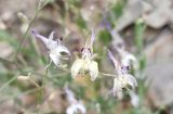 Delphinium barbatum