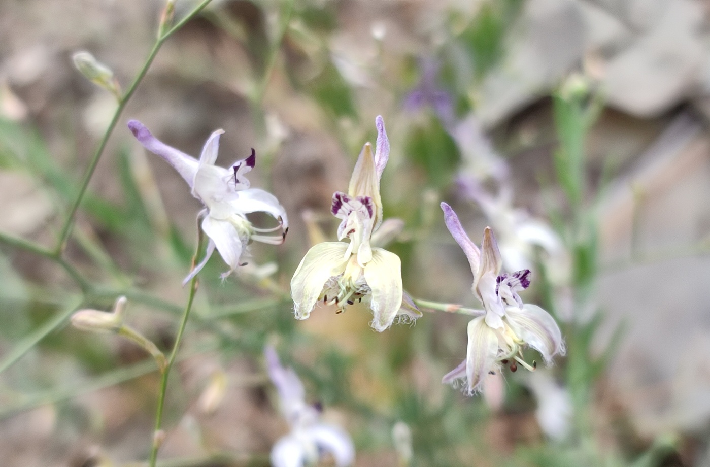 Изображение особи Delphinium barbatum.