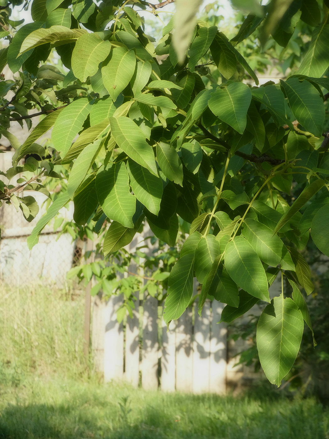 Image of Juglans regia specimen.