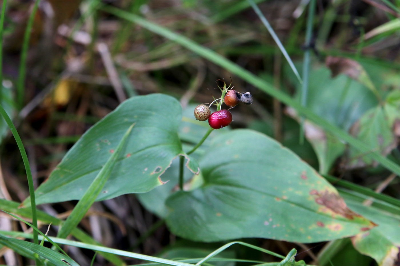 Image of Maianthemum bifolium specimen.