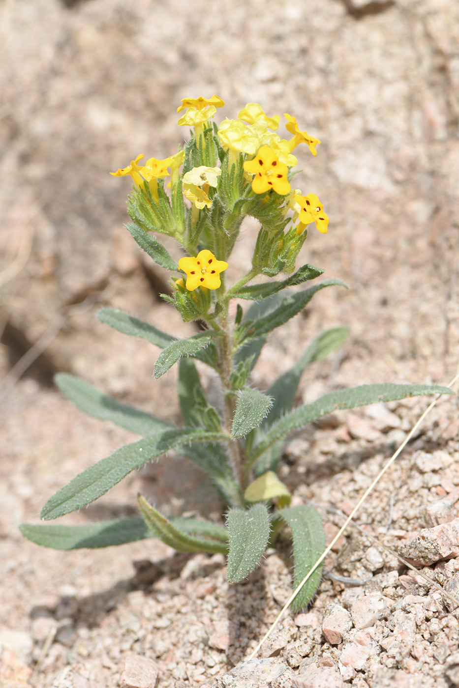 Image of Arnebia guttata specimen.