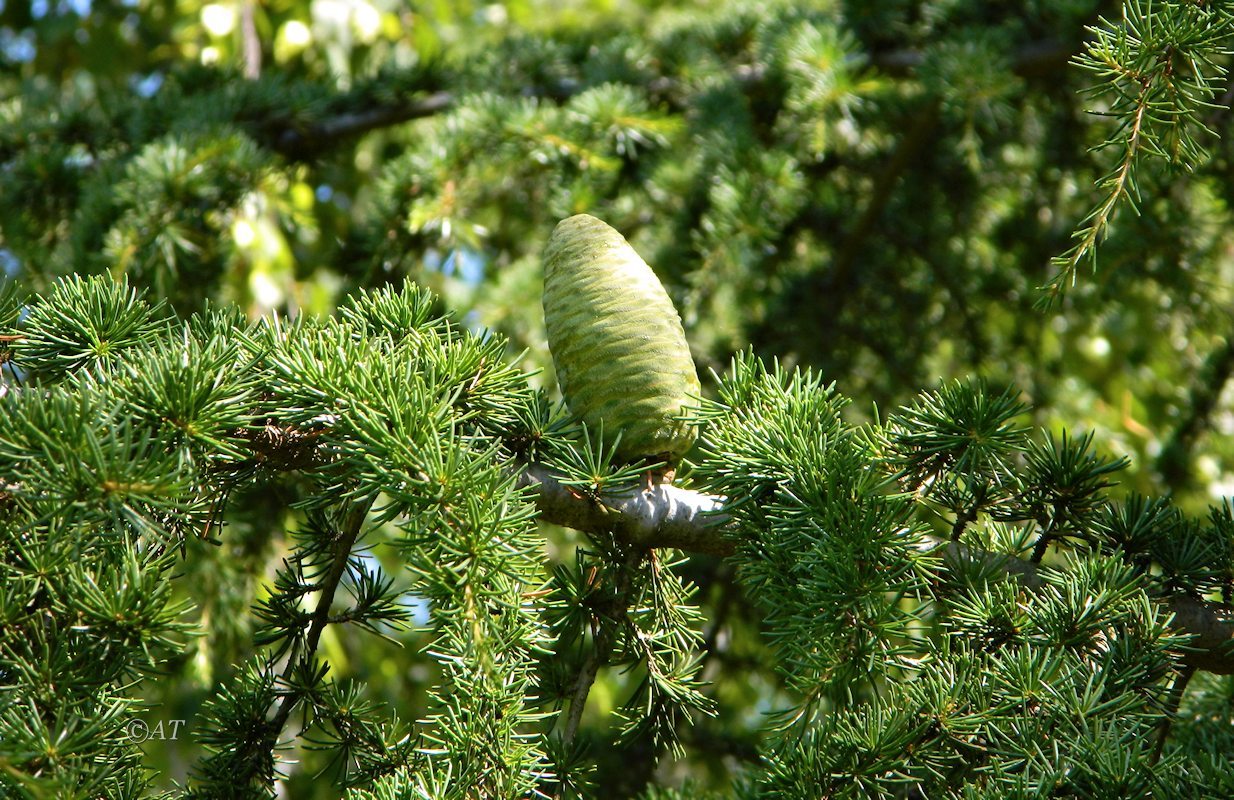 Image of genus Cedrus specimen.