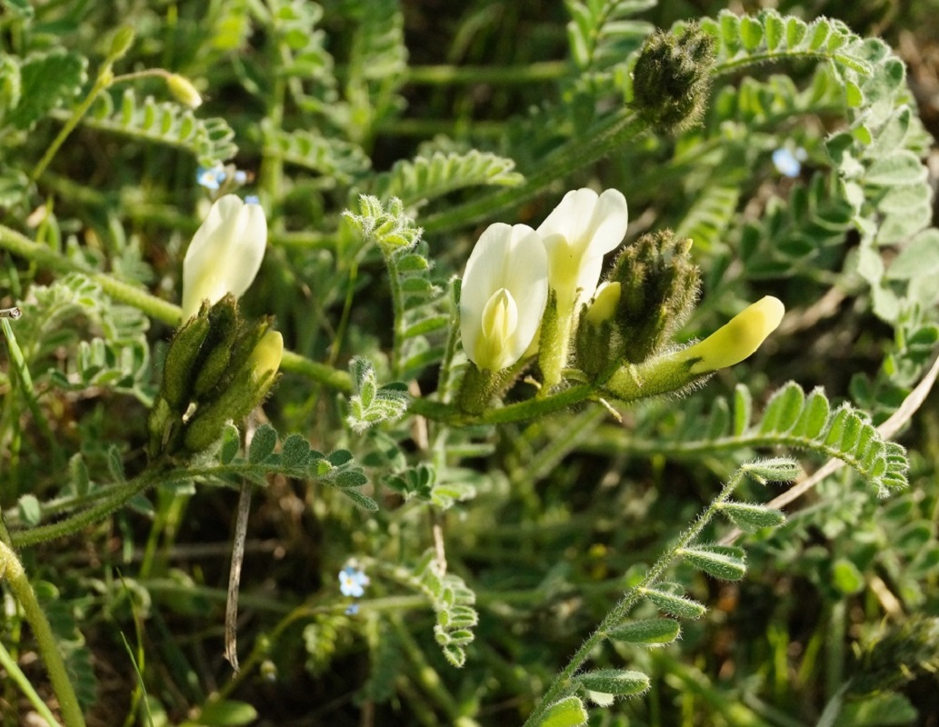 Изображение особи Astragalus reduncus.