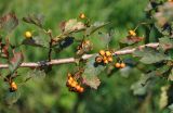 род Crataegus. Часть ветви с соплодиями. Московская обл., Сергиево-Посадский р-н, долина р. Пажа, с. Радонеж, в культуре. 25.08.2021.