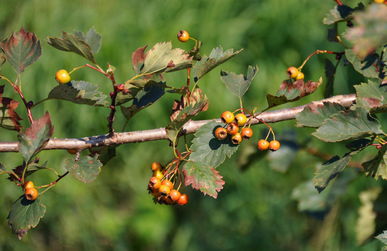 Изображение особи род Crataegus.