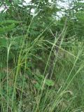 Stipa capillata