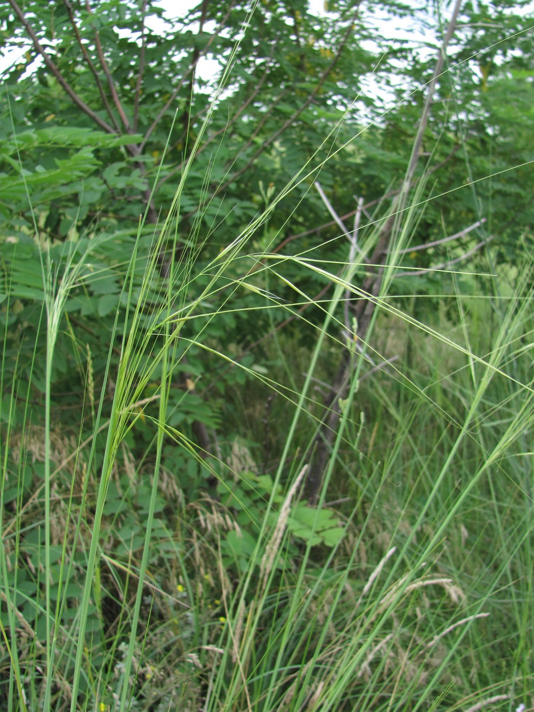 Изображение особи Stipa capillata.