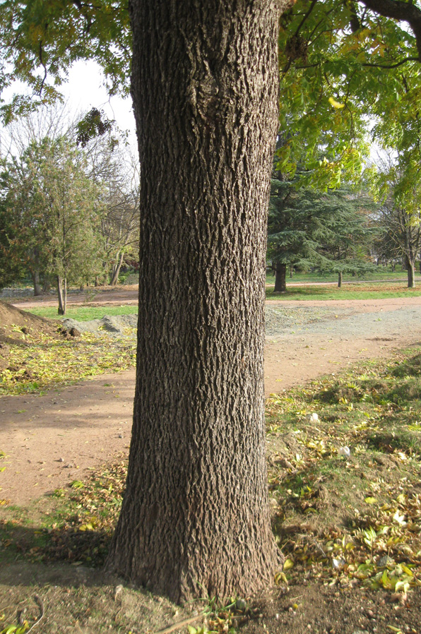 Изображение особи Carya illinoinensis.