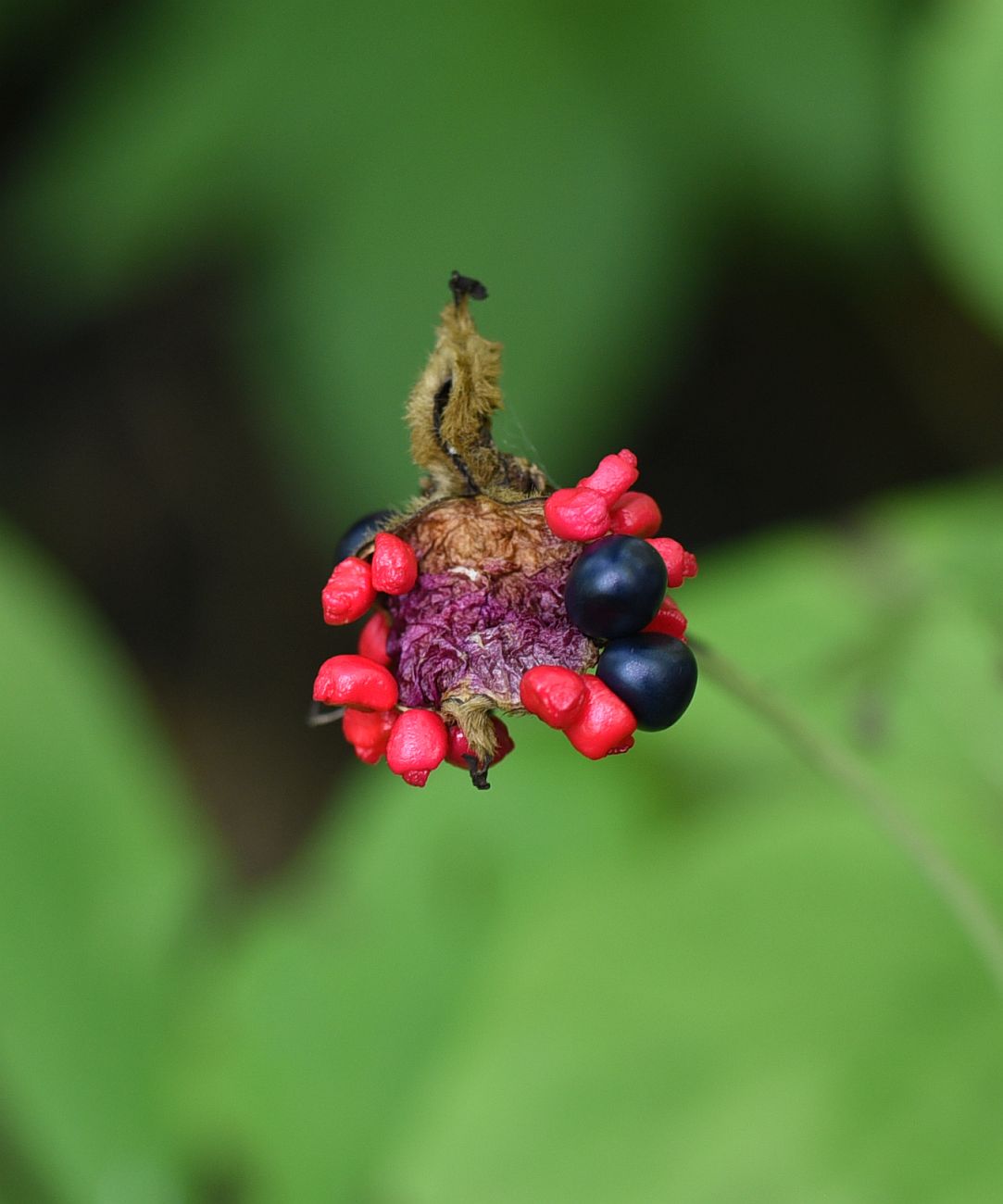 Image of Paeonia caucasica specimen.