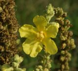 Verbascum densiflorum