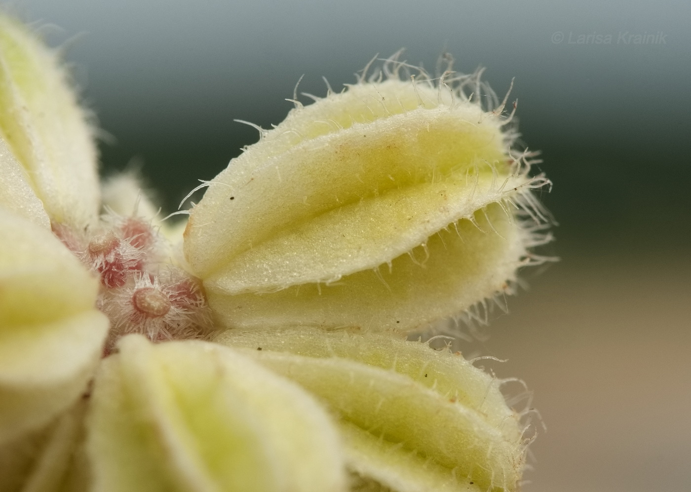 Изображение особи Glehnia litoralis.