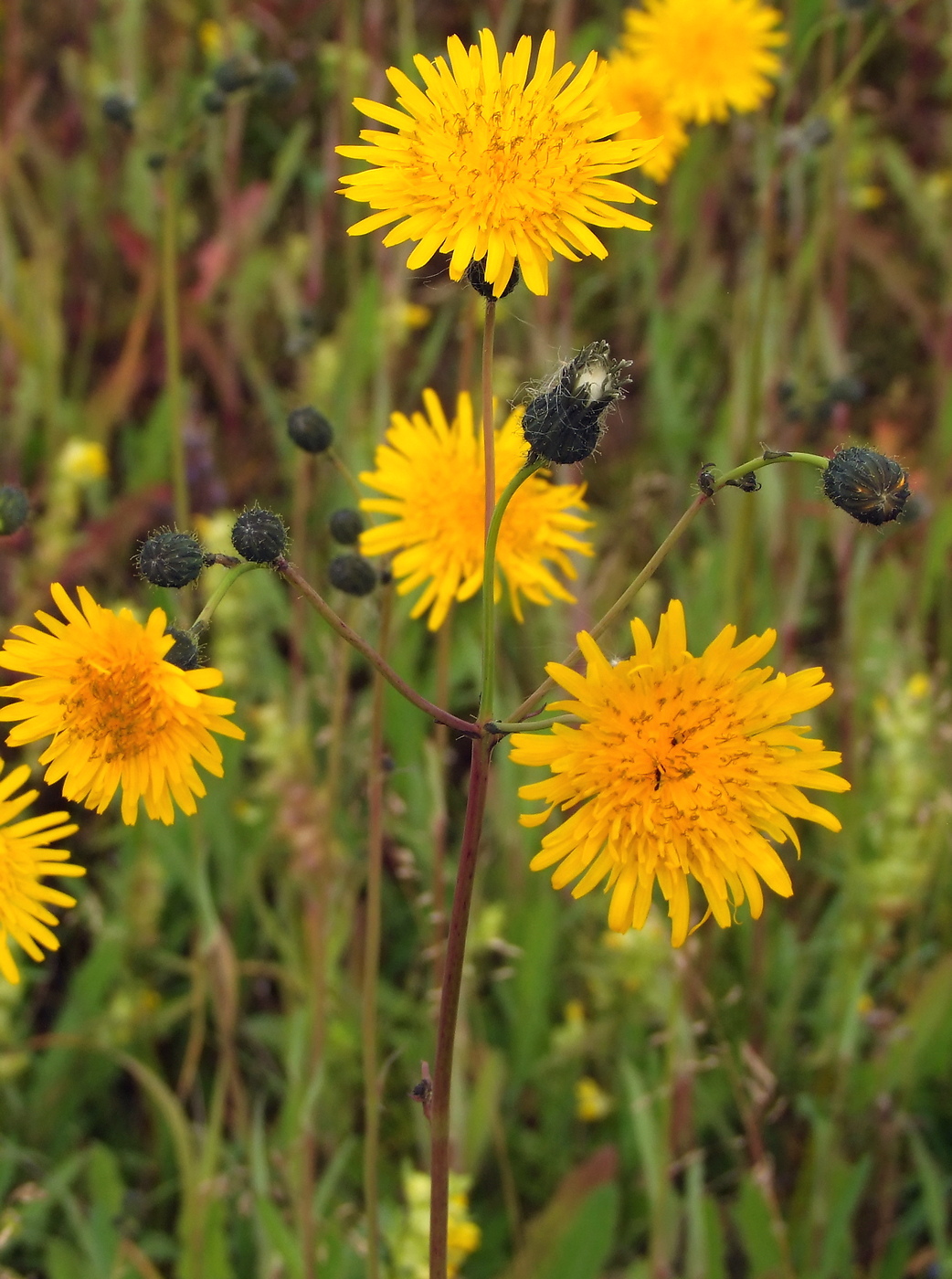 Image of Sonchus arvensis specimen.