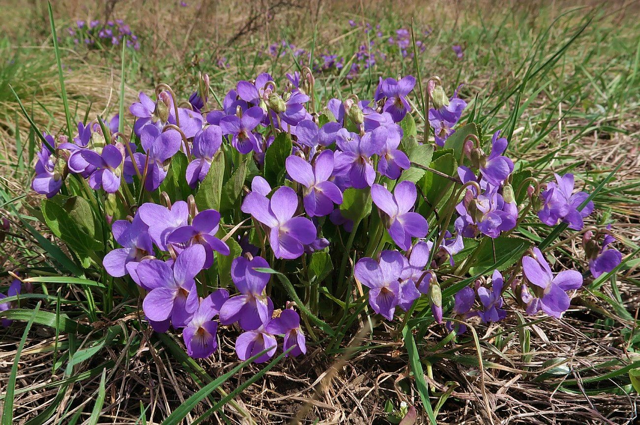 Изображение особи Viola ambigua.