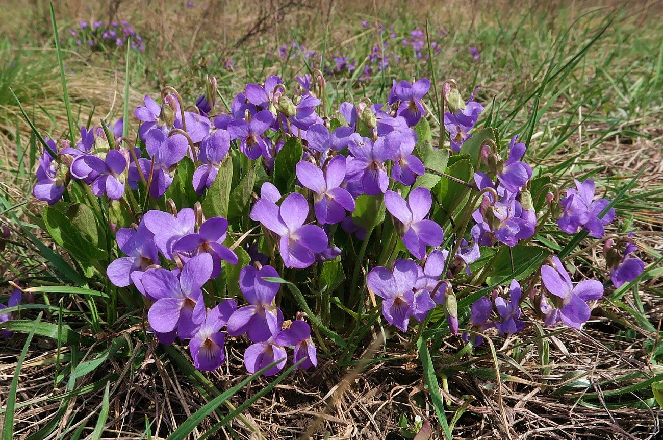 Image of Viola ambigua specimen.