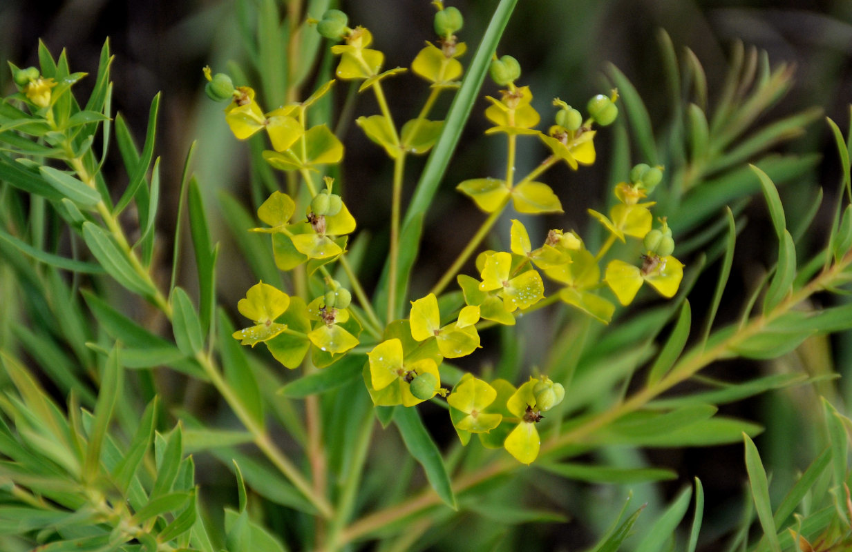 Изображение особи Euphorbia virgata.