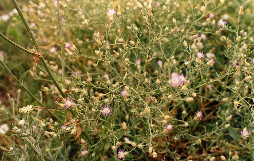 Image of Centaurea diffusa specimen.