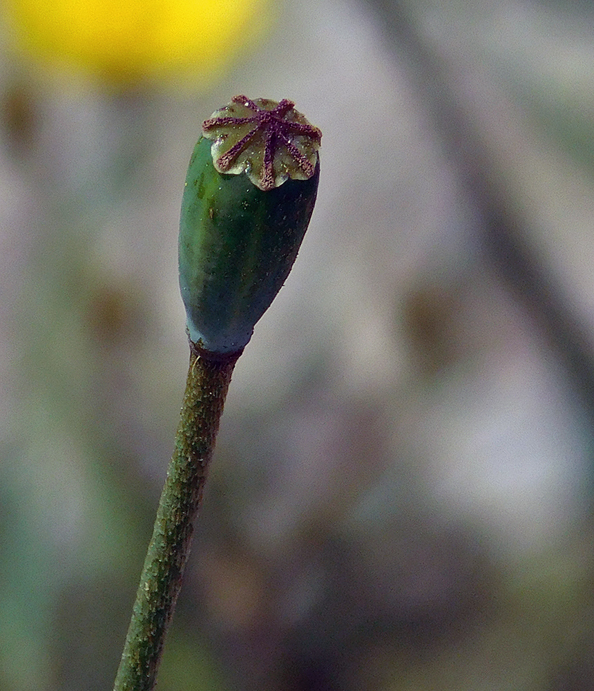 Image of Papaver stevenianum specimen.