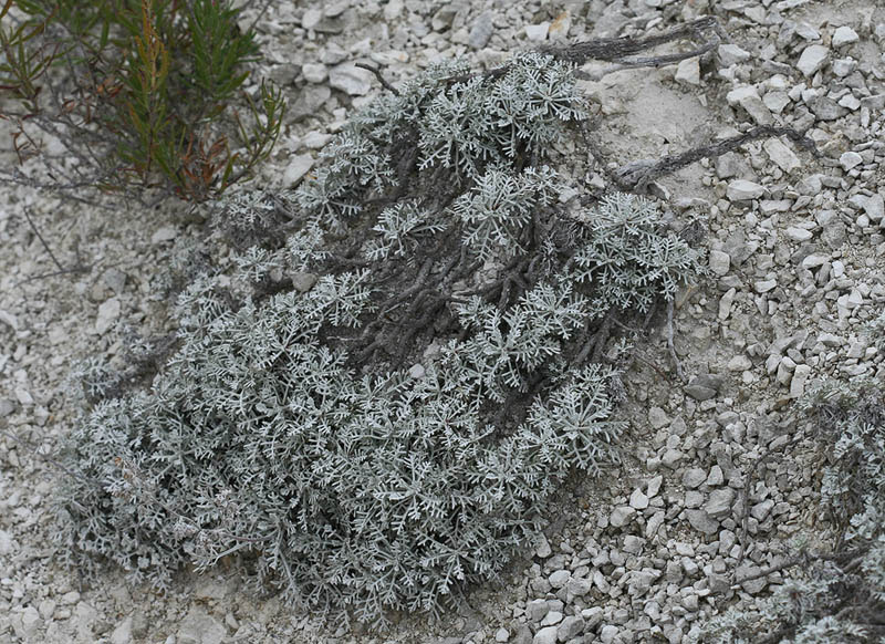 Image of Artemisia hololeuca specimen.